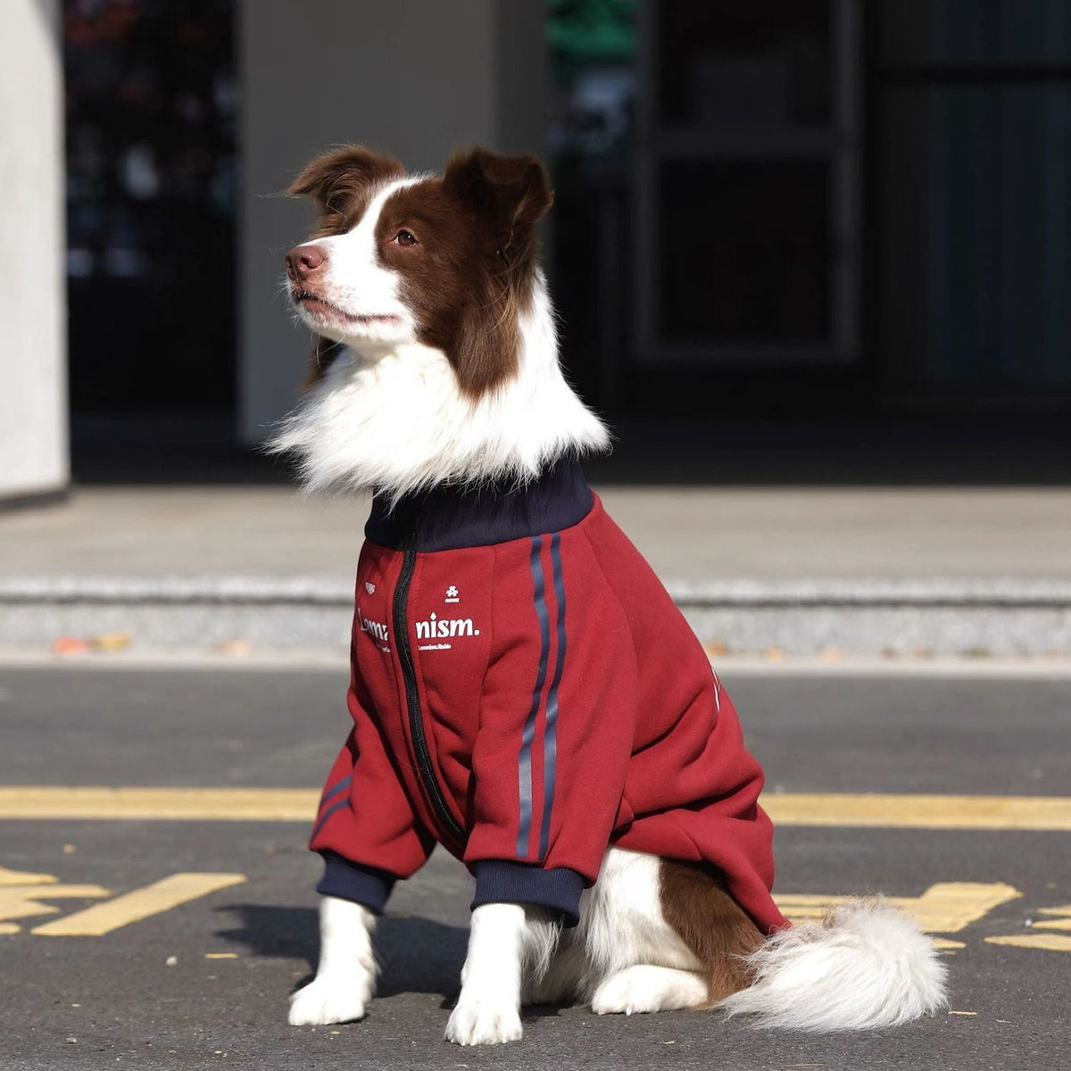 Stylish and trendy new autumn/winter pet clothes for medium and large dogs, including Golden Retriever, Border Collie, and Labrador Retriever fleece-lined warm coats