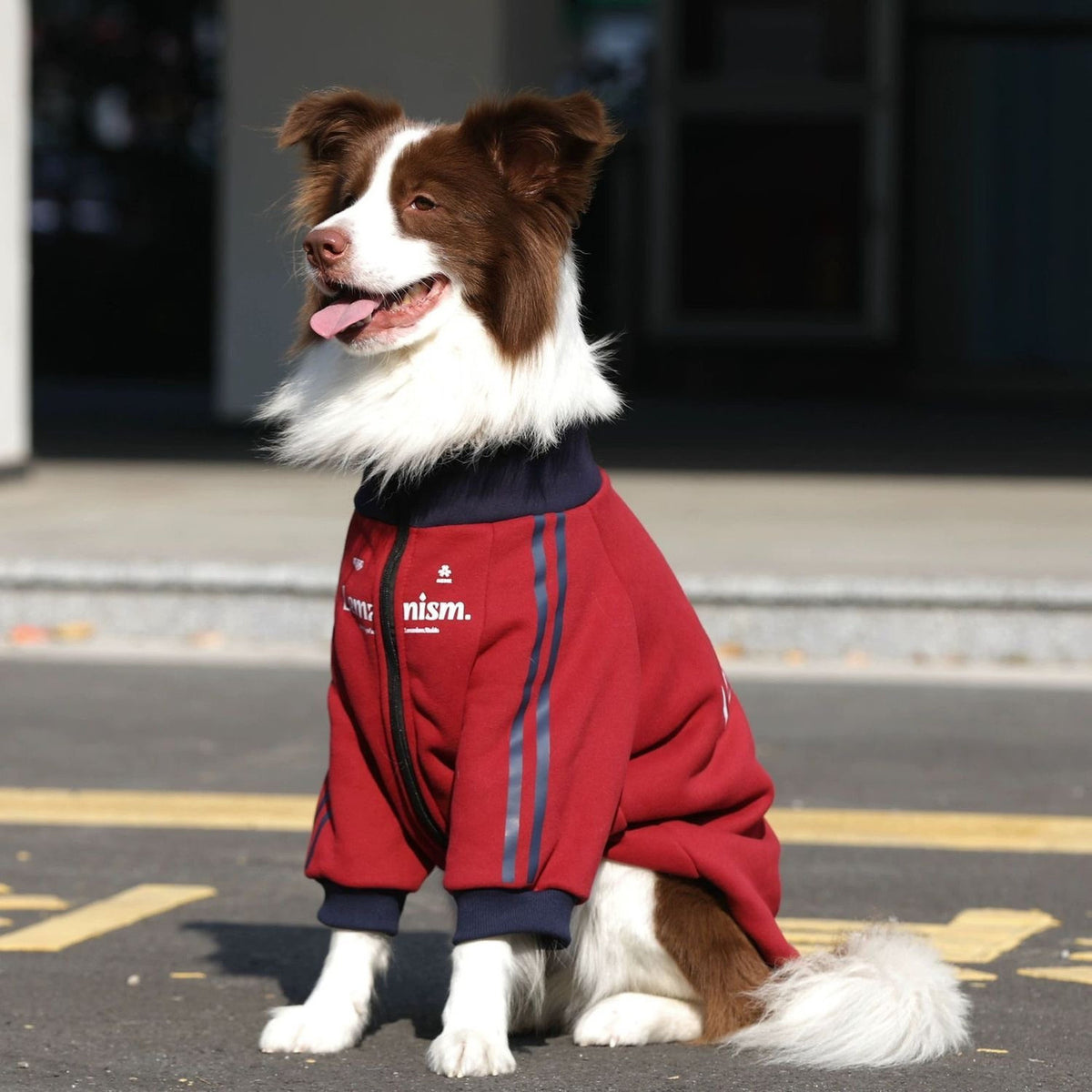 Stylish and trendy new autumn/winter pet clothes for medium and large dogs, including Golden Retriever, Border Collie, and Labrador Retriever fleece-lined warm coats